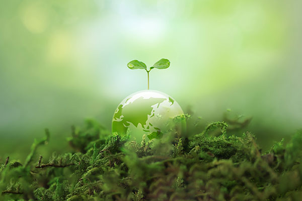 Plant growing from seed