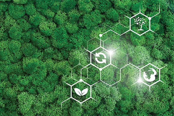 Aerial view of rainforest