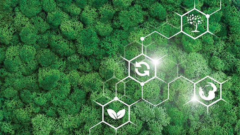 Aerial view of rainforest